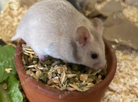 Syrian hamster baby females - Ready Now