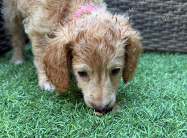 Only 1 fb1 girl pup left price drop!