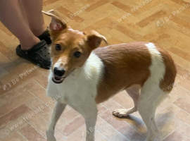 Zuma is looking for a new loving home