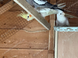 cockatiels