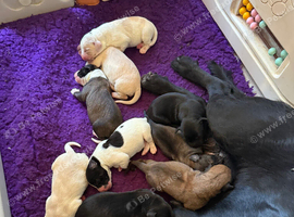 Beautiful pups all colours ready to go to new homes
