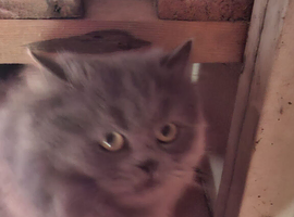 Two brothers 1 year old need a home not together .
