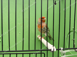 Canary's