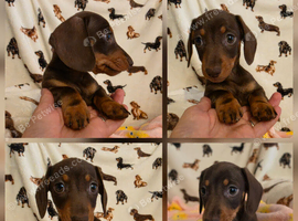 READY NOW Kc registered mini dachshund pups