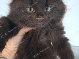 2 black little boys for sale