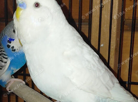 Budgies