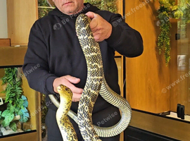 King Rat Snake