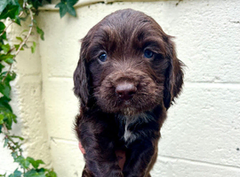 Outstanding cocker spaniel puppies