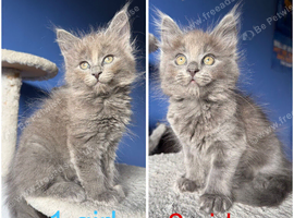 7 kittens - 4 left (2 boys, 2 girls)