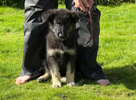Reduced ready now kcreg Black and Tan carrying Isabella