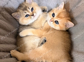 Teddy Bear Scottish / Persian cross Fold Kittens for Sale