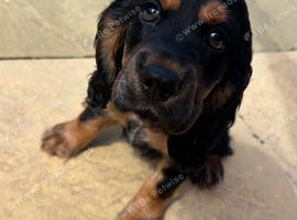 Show Cocker - 1 tan Boy
