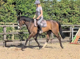 Super Kind 4yo 16hh TB gelding