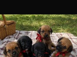 Cocker Jack puppies for sale