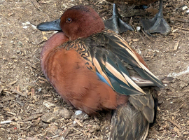 Cinnamon teal male
