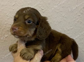 Just one very cute long coat miniature dachshund left