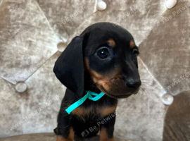 Miniature dachshunds 1 female left