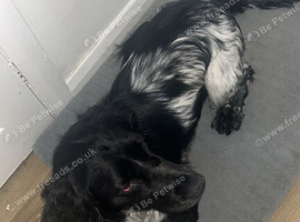 Working cocker spaniel
