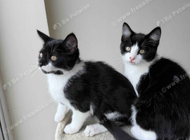 Beautiful, Affectionate Male Kittens Ready for Their Forever Homes