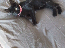 Kitten