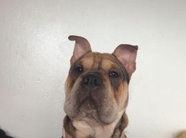 Olde English Bulldog x shar pei