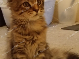 Maine Coon Kittens For Sale Ready Now