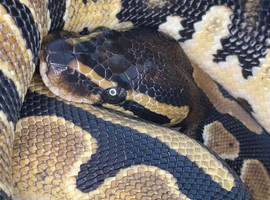 Normal female 100% het pie ball python