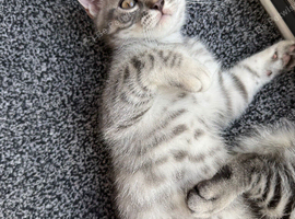 Beautiful Scottish Fold&Straight &ndash;Silver tabby&rsquo;s