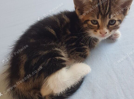 10‑week‑old tabby girl kitten &ndash; Ready to Leave .