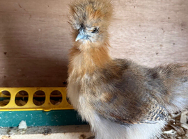 Partridge rooster