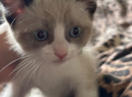 Adorable Kittens Looking for loving  homes