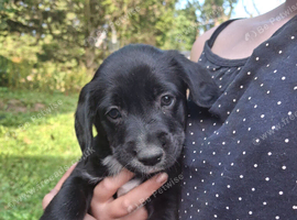 Border Collie x Cocker Spaniel