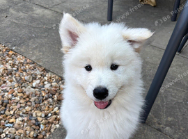 Adorable Samoyed male puppy