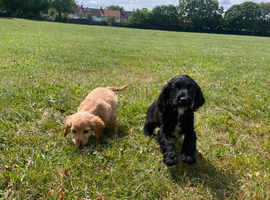 2 adorable cocker spaniel puppies