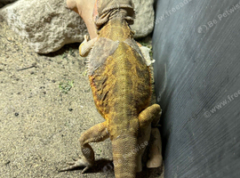 Bearded dragon pair for sale