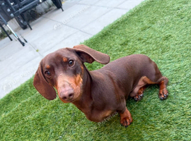 Male daschund