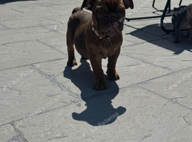 ENGLISH BULLDOG PUPPIES!
