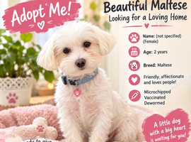 Maltese