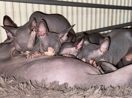 2 Sphynx male kittens ( TICA)