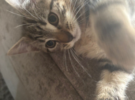 Last boy 13 weeks old ready to find his forever home