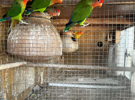 Love birds available for sale- Healthey and strong