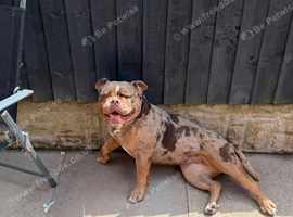 Chocolate merl old English bulldog