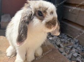 Lovely rabbit