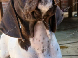 Beautiful German short haired pointer puppy's for sale