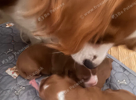 Female F1 Cavapoos dna health tested parents