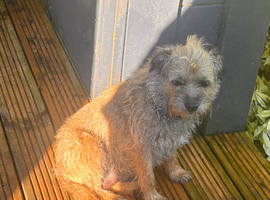 Border terrier puppys