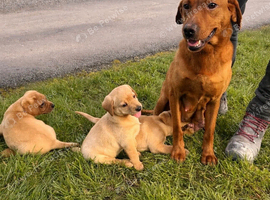 Labrador puppies