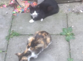 2 Mixed Breed Adult Cats