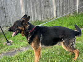 Exceptional German Shepherd - KC Registered Champion Blood Line