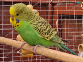 Baby budgies
